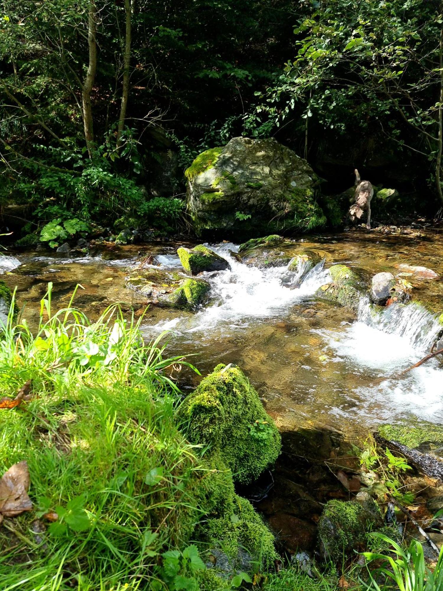 Roubenka Mlyn U Skaly Destne V Orlickych Horach Volne Terminy 5 Bytu Εξωτερικό φωτογραφία